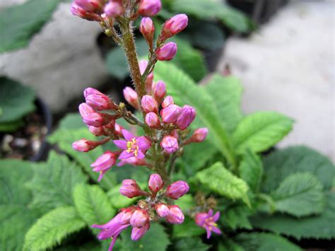 Cave-dwelling plant from Chile flowers for the first time at RBGE ...