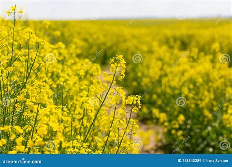 Cultivation of Breeding Varieties of Rapeseed. Yellow Rapeseed Plants ...