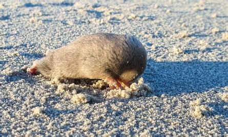 Back from the brink: sand-swimming golden mole, feared extinct ...