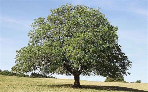 Walnut Tree Felling & Pruning Service Oxfordshire - 4 Seasons Tree Care