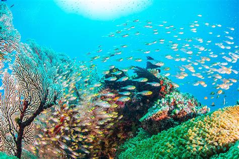 Ultimate Guide to Diving & Snorkeling in Okinawa | kimkim