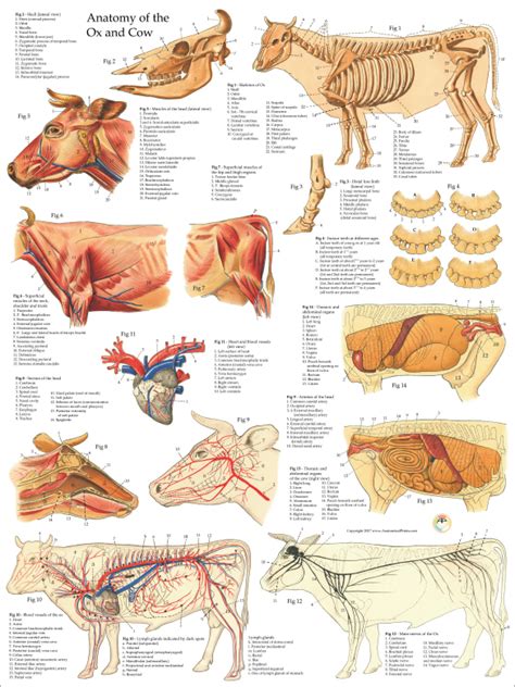 Cow Ox Anatomy Poster