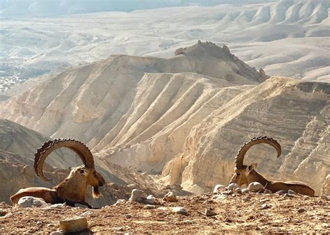 The Negev Desert in Israel : r/travel