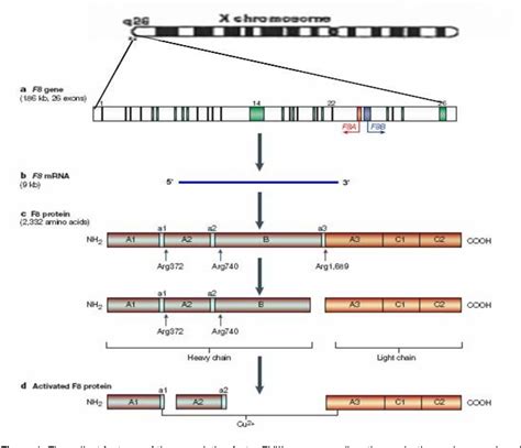 Figure 1 from Factor VIII genetic mutations and protein alterations in ...