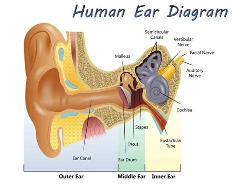 How Your Inner Ear Helps You Maintain Balance and Stability