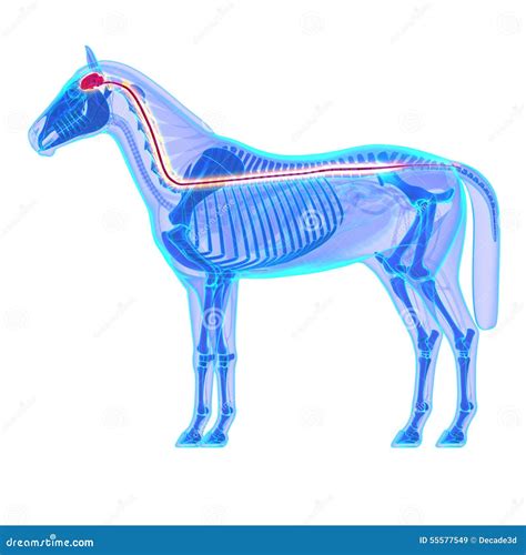 Horse Brain Anatomy - Cross-section On Blue Background Royalty-Free ...