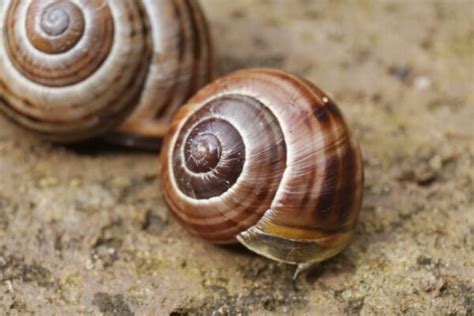 Snails & Their Shells: Everything You Need to Know