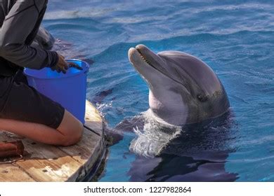 Dolphin Feeding Training Royalty-Free Images, Stock Photos & Pictures ...