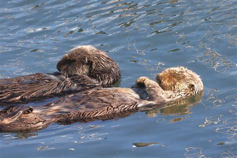 Two sleeping otters | They spent most of their time sleeping… | David ...