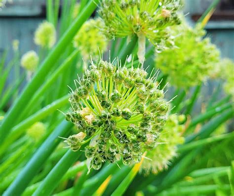 Harvest Onion Seeds: How To Collect And Save Onion Seed | Crafty For Home