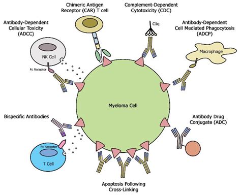 Cancers | Free Full-Text | The Role of Monoclonal Antibodies in the Era ...