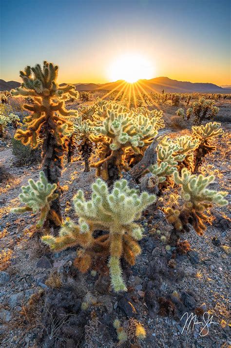 Cholla Cactus Garden Sunrise | Fasci Garden