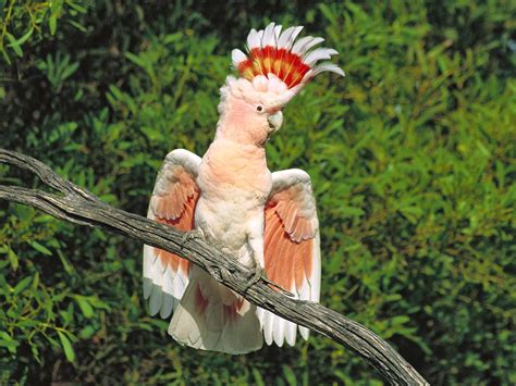 Pink Cockatoo | Aves de estimação, Animais silvestres, Animais australianos