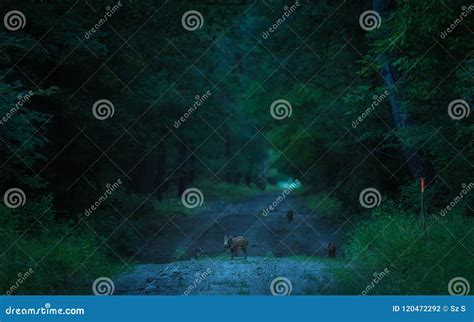 Wild Animals in the Dark Forest Stock Photo - Image of path ...