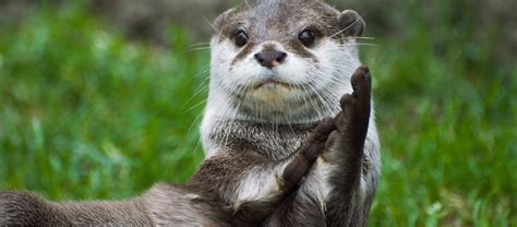 The Asian Small-Clawed Otter | Critter Science