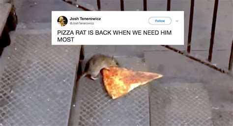 A New Pizza Rat Video Is Going Viral & Twitter Is Loving His Determination