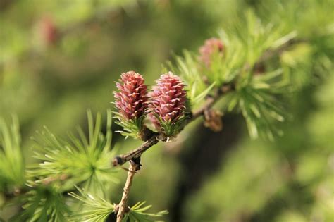 What Is A Larch Tree - Larch Tree Facts And Types Of Larch Trees ...