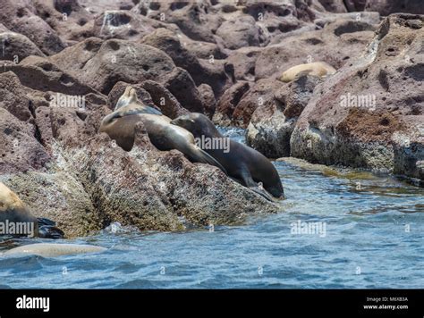 Sea lions on the rocks at Isla Espiritu Santo en La Paz Baja California ...