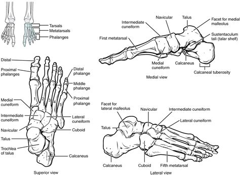 Bones of the Lower Limb | Anatomy and Physiology I