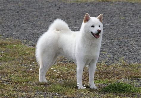 Kishu Inu - Temperament, History & Care (DOG BREED GUIDE)