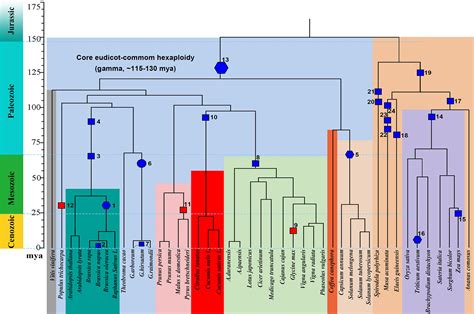 Frontiers | Polyploidy Index and Its Implications for the Evolution of ...