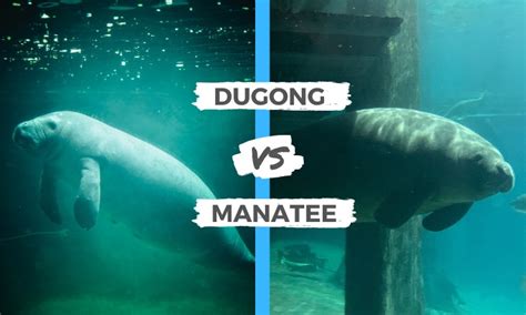 Dugong vs Manatee | What are the Differences?