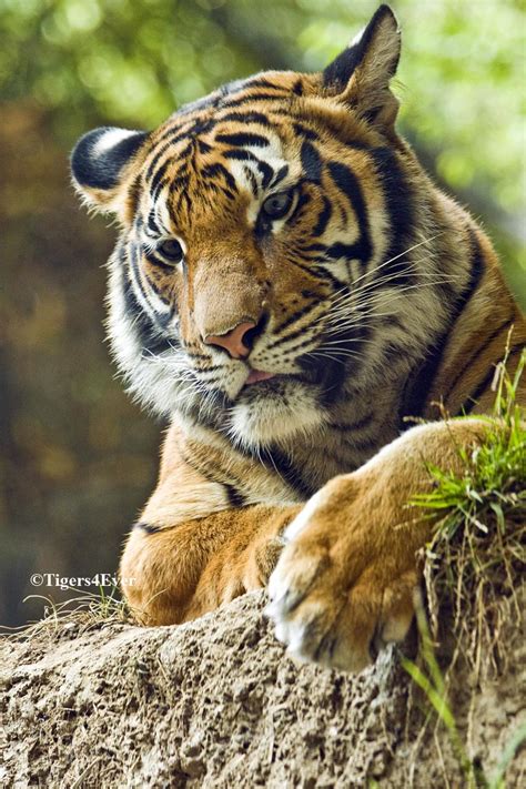 Malayan Tiger | Tigers4Ever Giving wild tigers a wild future