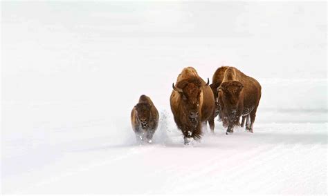 Bison | Defenders of Wildlife