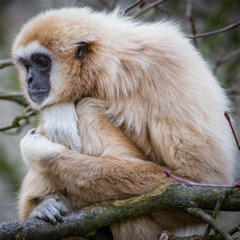 Lar Gibbon | Rainforest Animals