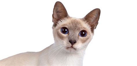 Lilac Pointed Siamese Cat Traits, Characteristics and Personality