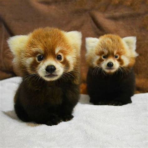 type of pandas - baby panda images and pictures, the cutest animal in ...