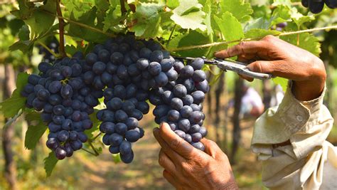 The Reason Winemakers In India Harvest Their Grapes In Winter