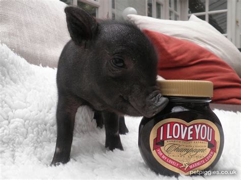 Marmite | Mini pigs, Piggy, Animals