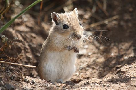 Mongolian gerbil - Wikiwand