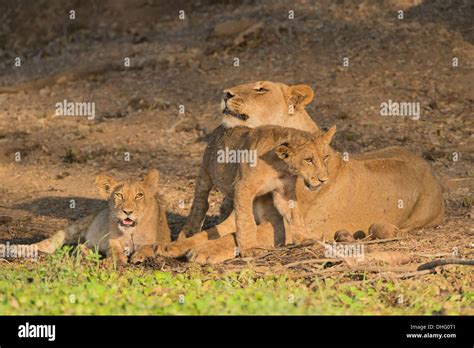 Lioness with cubs Stock Photo - Alamy