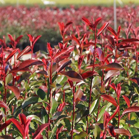 Red Tip Photinia Shrub — Green Acres Nursery & Supply