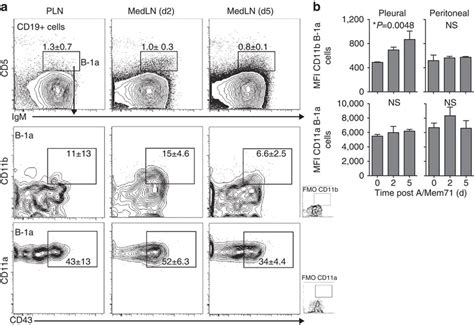 CD11b expression by recent B-1 cell lymph node immigrants. (a) Shown ...