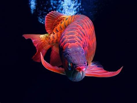 Download Gambar Ikan Arwana Ryan Gambar - IMAGESEE