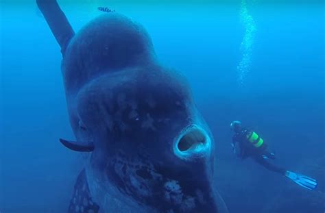 Divers bump into a creature so big it could inhale a human being ...