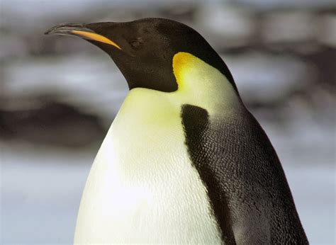 Emperor Penguin Portrait