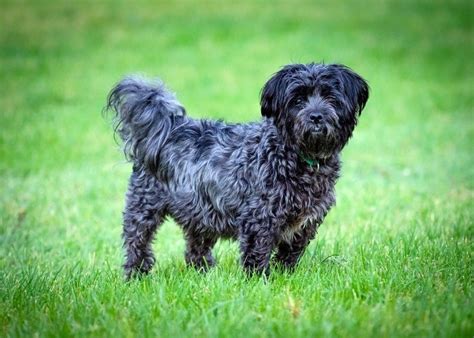 Affenpinscher & Bichon Frise Mix Breed: Info, Pictures, Facts ...