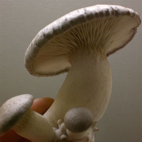 King Oyster - Pleurotus eryngii - Pure Culture for organic mushroom ...