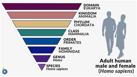 What Is The Kingdom Phylum Class Order Family Genus And Species Of A Dog