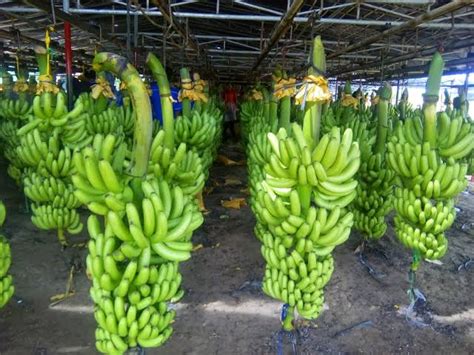 7 Cara Menanam Pisang Cavendish Paling Mudah - IlmuBudidaya.com