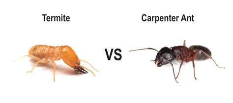 Carpenter Ants Vs Termites - Image to u