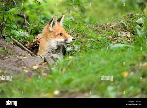 Fox den hi-res stock photography and images - Alamy