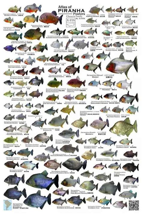 All species of Piranha - 9GAG