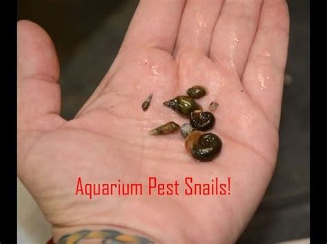 Pest snails in the Aquarium- the good, the bad, and the ugly - YouTube