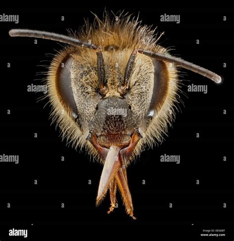 Honey bee face close up hi-res stock photography and images - Alamy