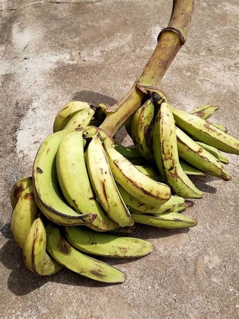 UNRIPE PLANTAIN – WHOLE BUNCH – 24 Hours Market | Lagos, Nigeria